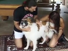 Cachorro gozando na buceta de moreninha puta