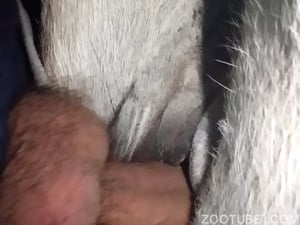 Homem comendo animal e filmando a putaria