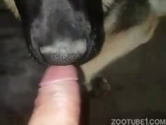 Homem gay safado ganhando oral de cachorro