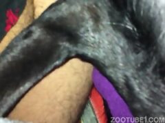 Porno amador com cachorros em zoofilia