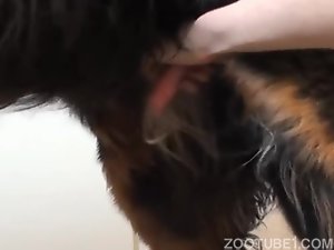 Cãozinho goza com punheta