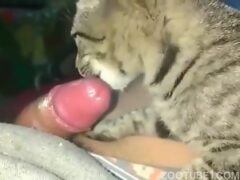 gato engasgando com pica