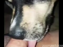 dona fazendo sexo com cachorro