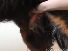 cão chupando um pau