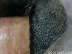 homem comendo animais filme porno