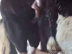 cavalo comendo buceta de vaca
