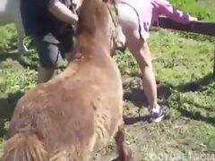 jegue comendo ouvido