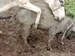 jumento transado com porca